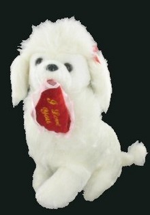 LINDO CANICHE CON CORAZÓN